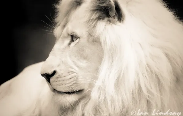 White, face, photoshop, Leo, b/W, profile, black and white photo