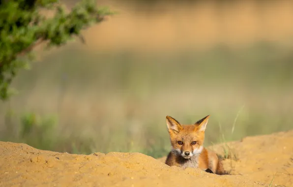 Sand, look, branches, nature, pose, Fox, lies, face