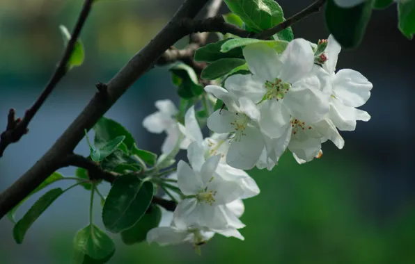 Leaves, macro, flowers, branch, spring, white, Apple, flowering