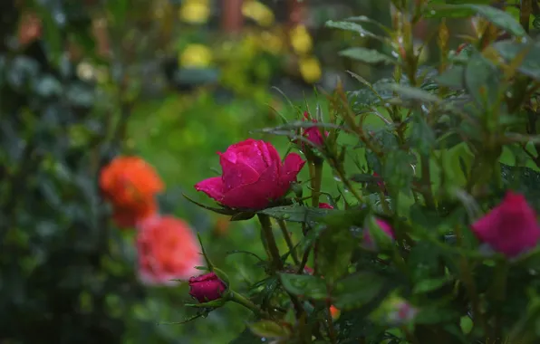 Picture Rain, Buds, Roses, Nature, Rose, Rain