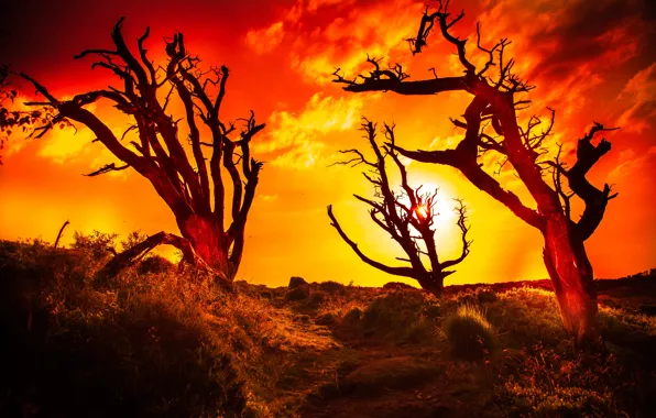 The sky, clouds, trees, sunset, branches, bright, fire, dry