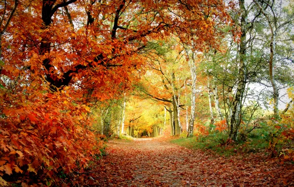Picture autumn, leaves, Park, color