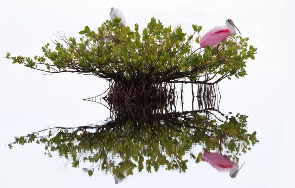Birds, branches, roots, reflection, foliage, Bush, white background, pond
