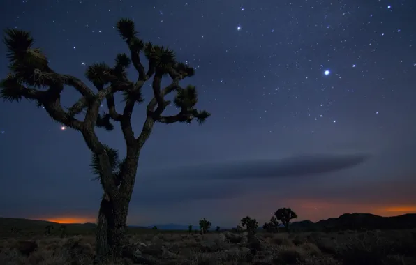 Sand, Tree, Night, Desert, Mexico, CA, USA, Stars
