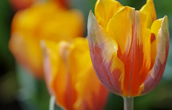 Macro, Tulip, petals, Bud, bokeh