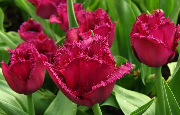 Leaves, Rosa, tulips, buds, Burgundy, closeup