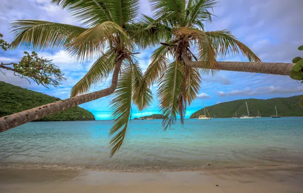 Picture sand, sea, beach, tropics, palm trees, coast, Bay, yachts
