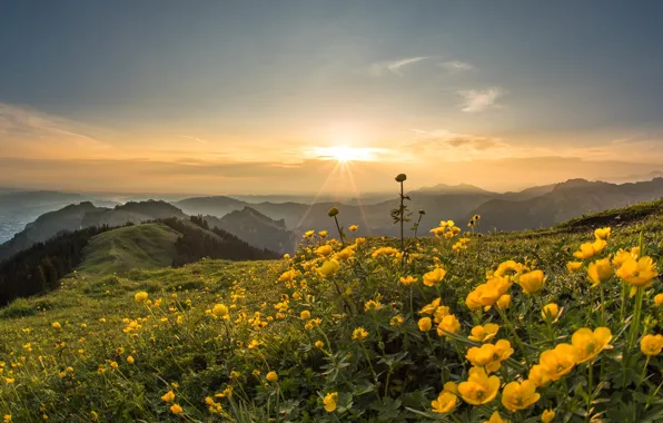 Field, the sun, flowers, mountains, hills, meadow