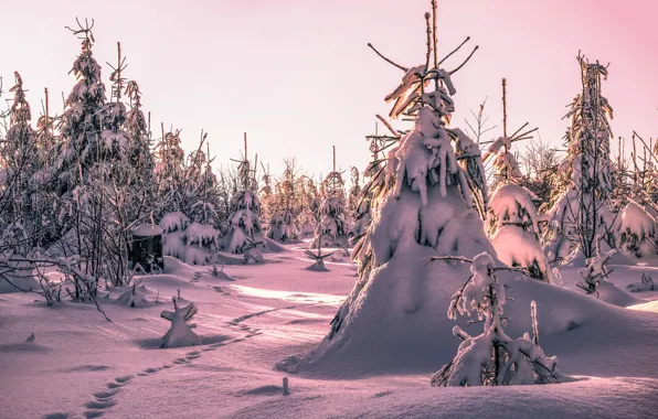 Winter, forest, snow