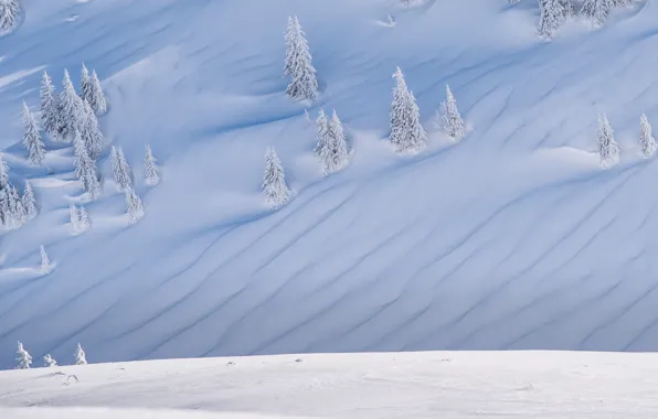 Winter, forest, snow, in the snow, ate, slope, hill, the snow