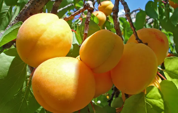 Sprig, tree, apricots