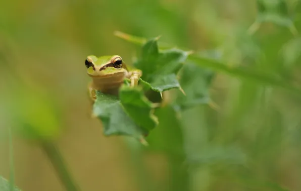 Picture macro, nature, frog