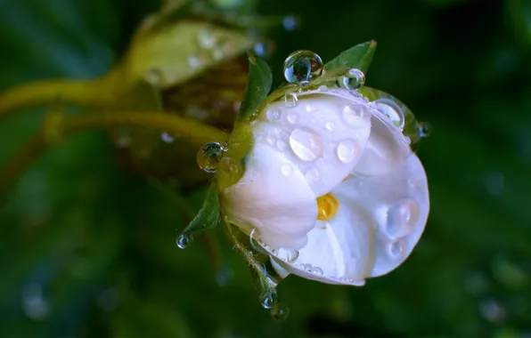 Flower, drops, macro