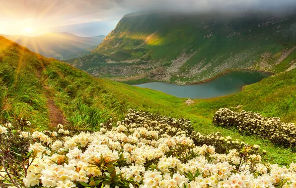 Grass, the sun, flowers, mountains, lake, nature, meadows