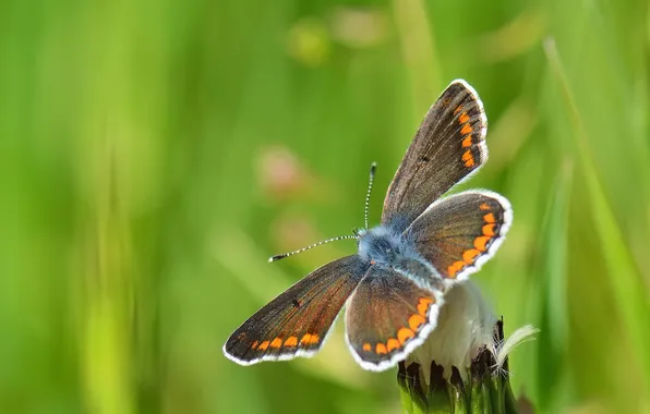 Background, dandelion, butterfly, blur