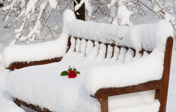Picture nature, romance, rose, Snow, shop