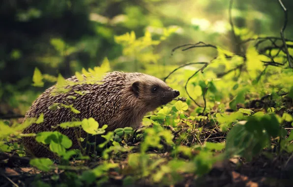 Nature, hedgehog, by Thunderi
