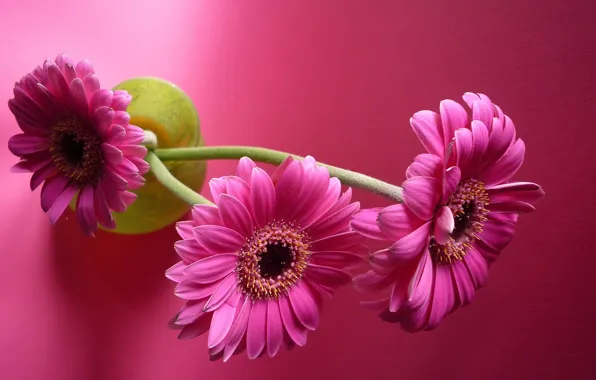 Picture flowers, gerbera, pink background
