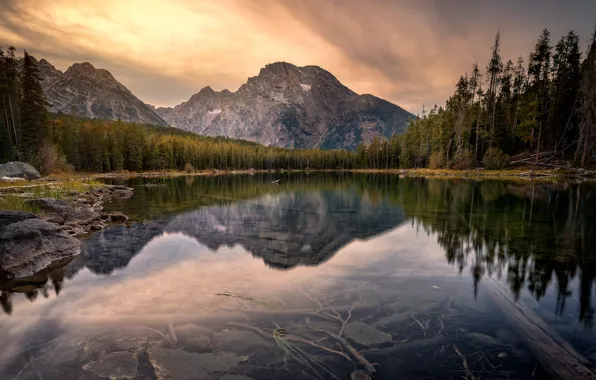 Forest, mountains, lake, reflection, pond, national Park, Grand Teton