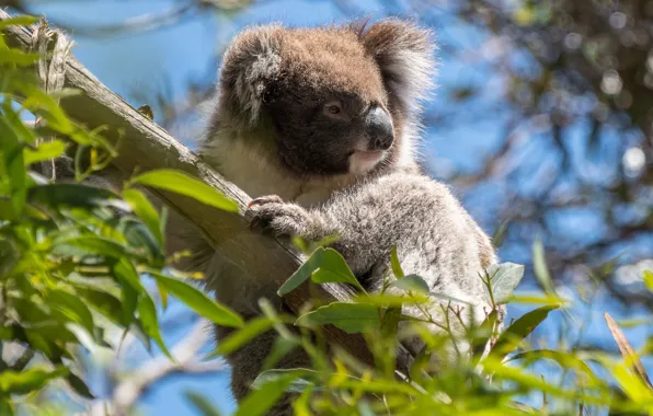 Picture animals, leaves, branches, tree, Australia, wildlife, Koala, eucalyptus