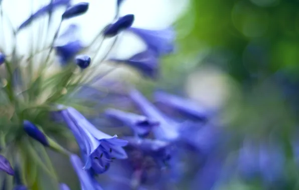 Picture macro, glare, blur, Bells, flowers, buds, blue