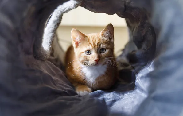 Cat, look, light, pose, kitty, Nora, red, lies