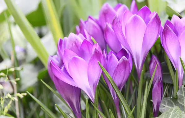 Picture macro, crocuses, lilac