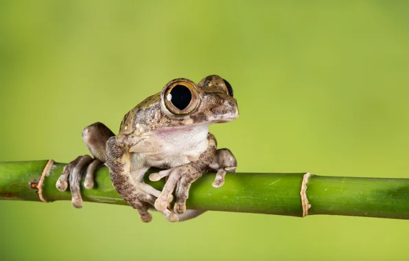 Frog, bamboo, green background