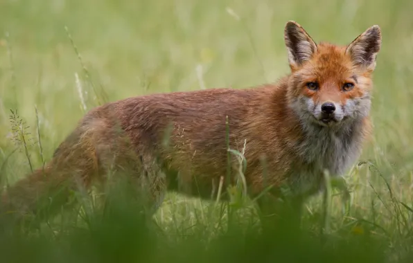 Picture grass, look, nature, background, animal, glade, Fox, face
