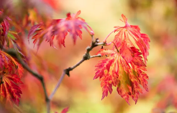 Picture autumn, leaves, branches, red, background, the colors of autumn, bokeh, autumn