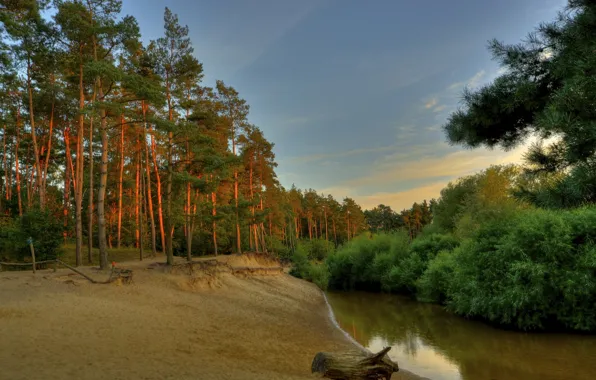 Picture forest, the sky, trees, sunset, river, shore