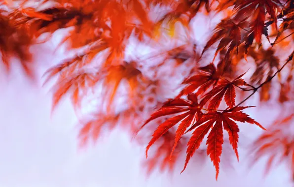 Autumn, leaves, paint, maple