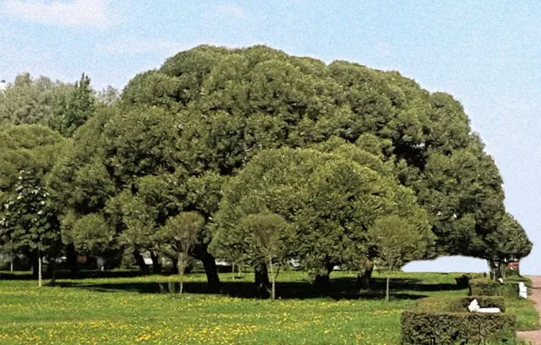 Trees, landscape, September, Autumn 2024