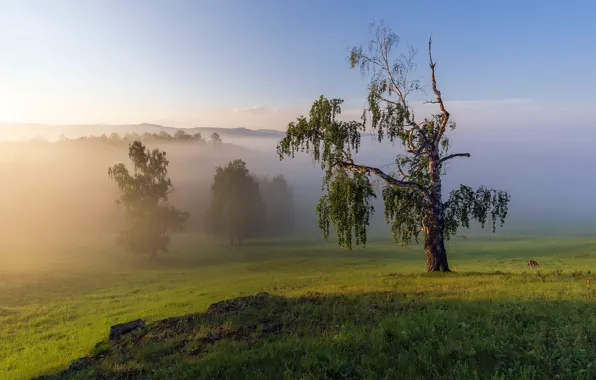 Field, the sky, grass, trees, fog, tree, dawn, branch