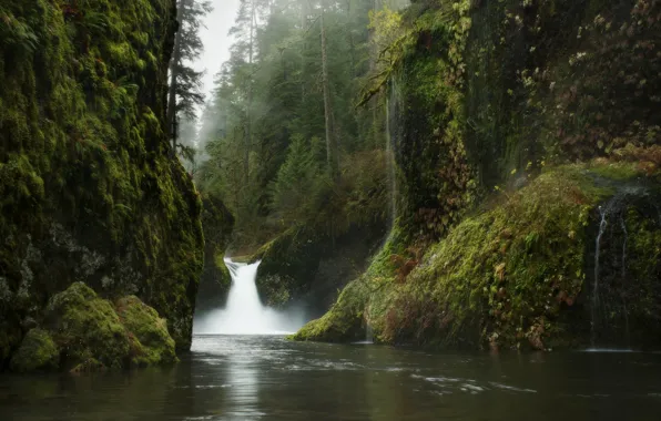 Water, Nature, Trees, Forest, Leaves