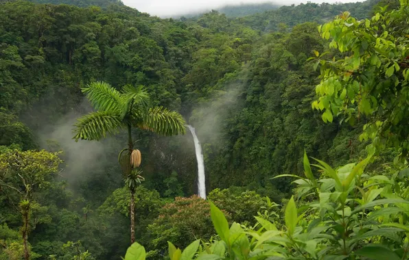 Forest, the sky, clouds, trees, landscape, nature, fog, tropics