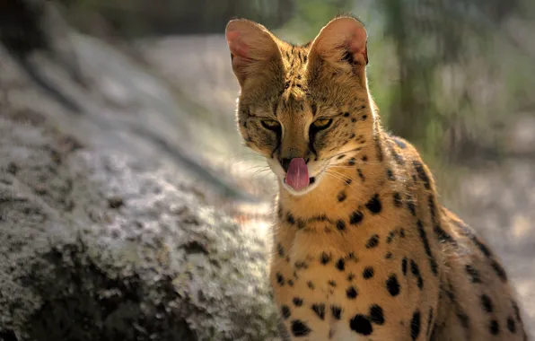 Language, look, face, background, Serval