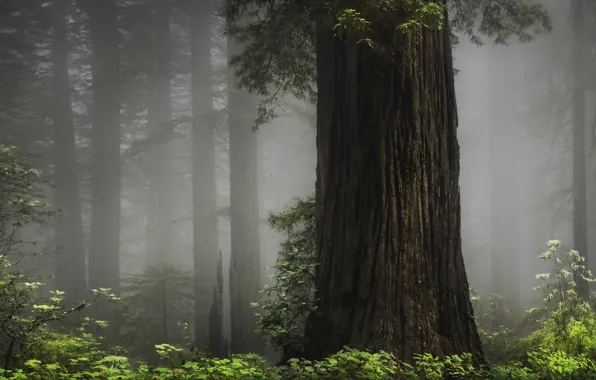 Forest, leaves, fog, tree, morning, trunk, Sequoia
