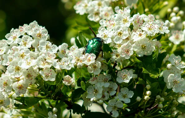 Macro, light, flowers, branches, green, Bush, beetle, spring
