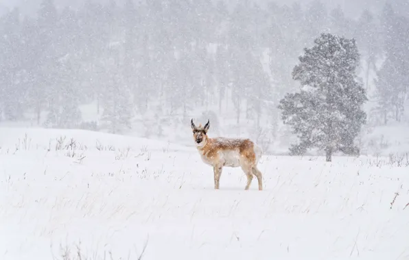 Winter, field, forest, snow, trees, nature, Blizzard, snowfall