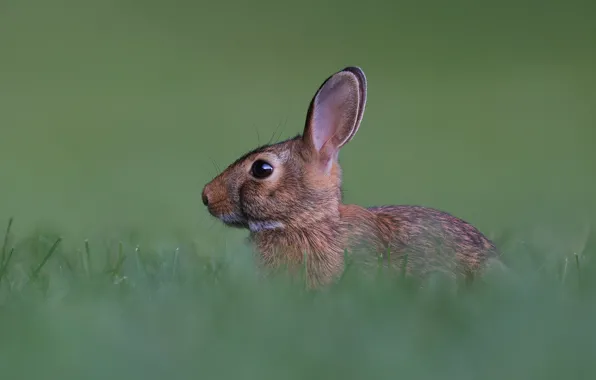 Picture grass, nature, grey, background, hare, rabbit, profile, face