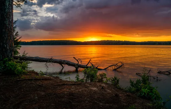 Picture sunset, nature, shore, snag, pond
