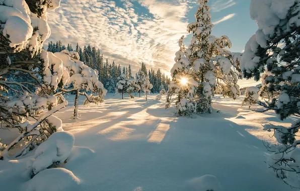 Winter, the sun, snow, ate, frost, day, tree