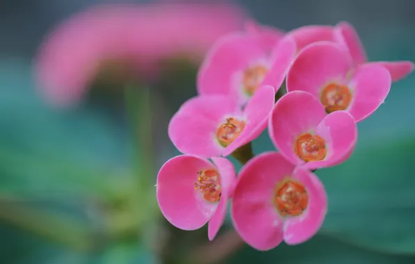 Flowers, pink, inflorescence, Kalanchoe