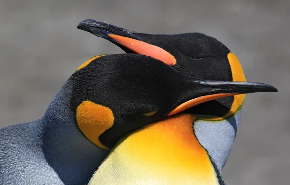 Picture love, bird, pair, penguin