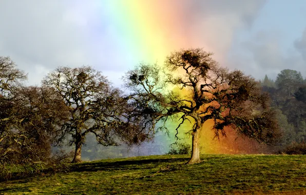 Picture tree, rainbow, oak, rainbow oak