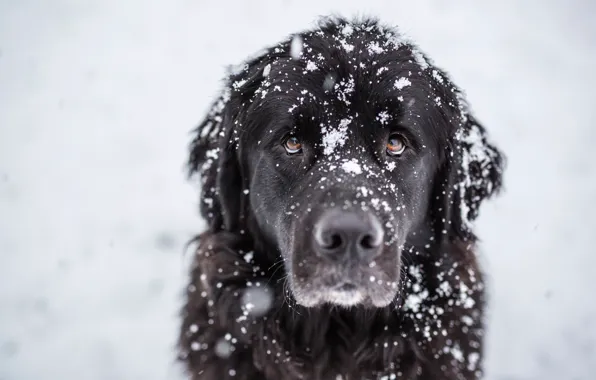 Look, snow, each, dog