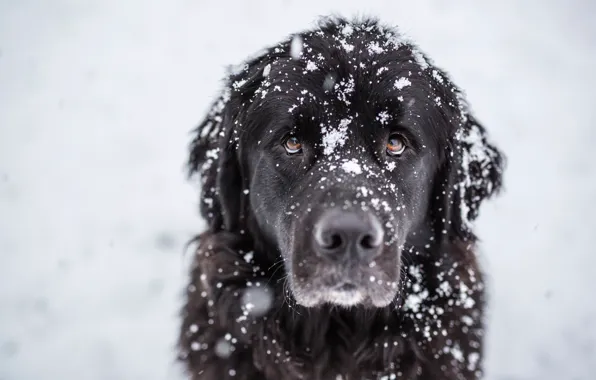 Picture look, snow, each, dog