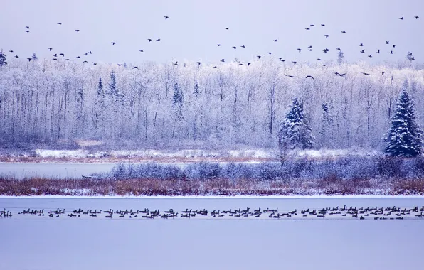 Picture winter, the sky, water, snow, trees, Canada, Albert, geese
