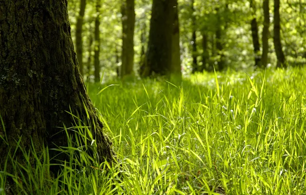 Green, grass, sunshine